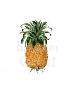 Pineapple Clip Art Pineapple Clipart for Prints, Digital Artwork,  Invitations, scrapbook, collage, Cards - 2124