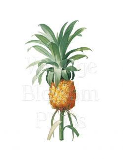 Pineapple Clipart, PNG Pineapple JPG Vintage Images for Invitations,  Collage, Scrapbooking Digital Download PNG Illustration - 1061