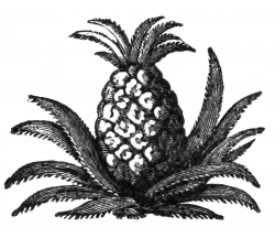 Vintage Clip Art Pineapple Illustration | ARTWORKS ...