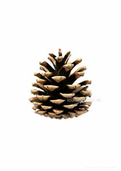 Unique Images Of Images Of Pine Cones - Best Home Design Ideas and ...