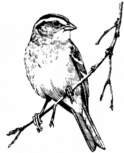Bird Feeder Drawing at GetDrawings.com | Free for personal use Bird ...
