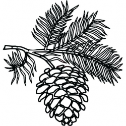 Pine Branch Drawing | Free download best Pine Branch Drawing ...