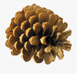 Pine Cone Png - Conifer Cone #214789 - Free Cliparts on ...