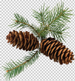 Pine Conifer Cone Branch Fir PNG, Clipart, Branch, Christmas ...