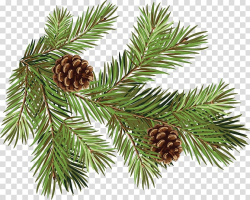 Brown pinecones and spruce illustration, Pine Fir Conifer ...