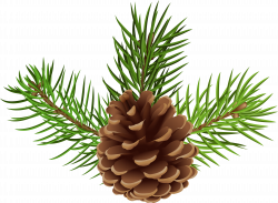 HD Pine Cone Png - Pine Cone Clipart Png , Free Unlimited ...