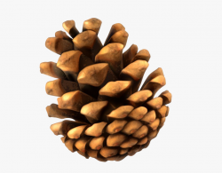 Pine Cone Png Download Image - Pond Pine, Cliparts ...