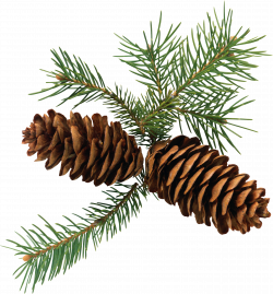 Pine Cone PNG Image - PurePNG | Free transparent CC0 PNG Image Library