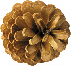 Pine Cone Side transparent PNG - StickPNG
