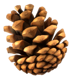Conifer cone Pine - Yellow minimalist pine cone png download ...