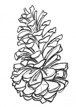 Drawing, Sketch, Flower, White, Plant, Tree, Leaf, Line ...