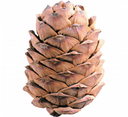 Conifer cone Pine Clip art - Pine cone material 2862*2612 transprent ...