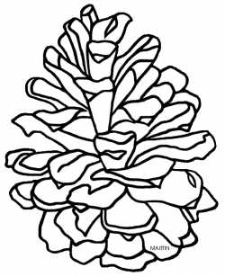 Pinecone Drawing at GetDrawings.com | Free for personal use Pinecone ...