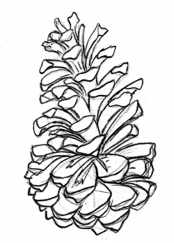 pine cone drawing - Google Search | Tattoo ideas | Pine cone ...