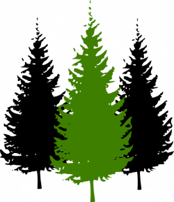 Cartoon Pine Tree Group (51+)