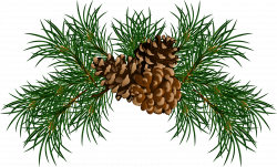 Conifer cone Eastern white pine Stone pine Clip art - Pine ...