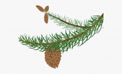 Pine Cone Clipart Pine Needle - Evergreen Branch Clipart ...