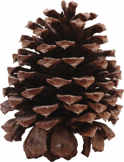 Dark Pine Cone transparent PNG - StickPNG