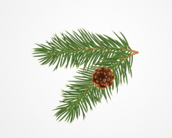 Pine or Christmas Tree Branch with a Cone Vector (Free ...