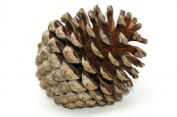 Pinecone Clip Art | Pine Cone Photos (Clip Art / Stock ...
