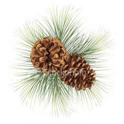 Two pine cones and pine needles. Pine Branches Twig with ...