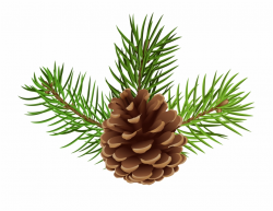 Pine Cone Png - Pine Cone Clipart Png Free PNG Images ...