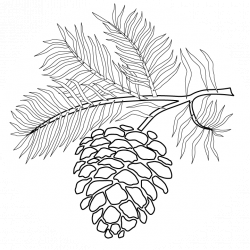 White Pine Drawing at GetDrawings.com | Free for personal use White ...