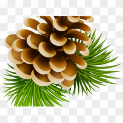 Free Pine Cone PNG Images | Pine Cone Transparent Background ...