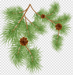 Pine Needles transparent background PNG cliparts free ...