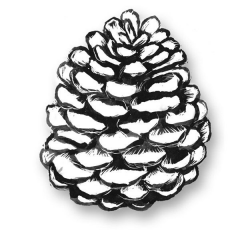 Image result for simple line drawing of a pine cone | Art of ...
