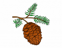 How To Draw Pinecone - Pine Cone Drawing Easy Free PNG ...