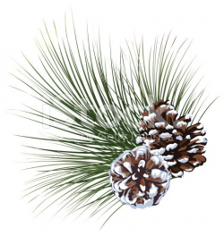 Snowy Pine Evergreen Sprig With Pinecones Isolated On White ...
