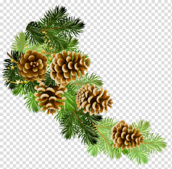 Pinecones illustration, Conifer cone Scots pine Branch ...