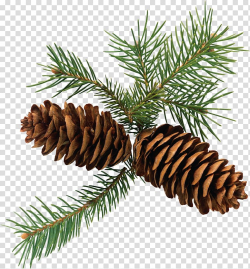 Conifer cone Conifers Pine Fir, Pine cone frame transparent ...