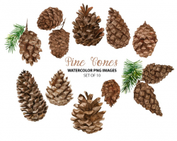 Watercolor pine cone clipart - Forest illustration - Woodland clip art