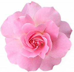 15 Pink flower png for free download on mbtskoudsalg