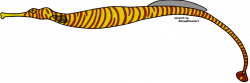 Banded Pipefish by HarpyHiwatari on DeviantArt