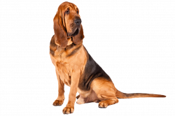 Bloodhound Dog Breed Information | Pinterest | Bloodhound, Dog ...