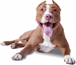 dog doggy smile cute pitbull freetoedit...