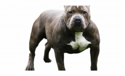 Pitbull Clipart Pitbull Puppy Aggressive American Pit Bull ...