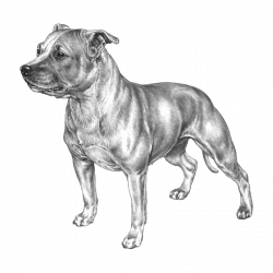 Staffordshire Bull Terrier - Pedigreed Breeds - DogWellNet.com