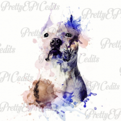 watercolor pitbull, watercolor dog, digital download,clip art, PNG, JPG