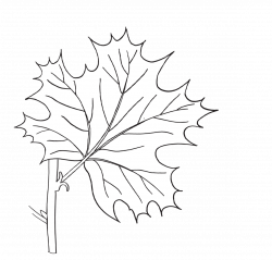 Free Parts of a Leaf Printables, worksheets, coloring pages clipart ...