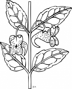 Free Black And White Plant, Download Free Clip Art, Free ...