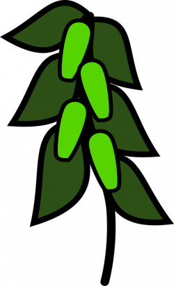 Plants Clipart green pea - Free Clipart on Dumielauxepices.net