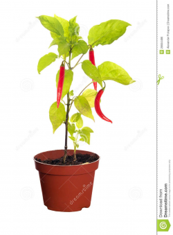 Pics For > Potted Vegetable Plant Clipart | blog | Planting ...