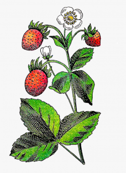 Strawberry Flower Fruit Plant Clip Art - Plant With Fruit ...