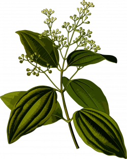 Clipart - Ceylon cinnamon (smaller file)