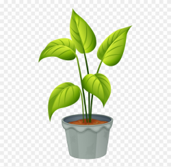 Green Home Plant - Flowering Plants And Non Flowering Plants ...