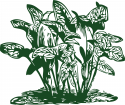 Clipart - tropical plants